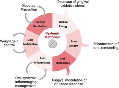 Periodontal ageing and its management via pharmacological glucose modulation